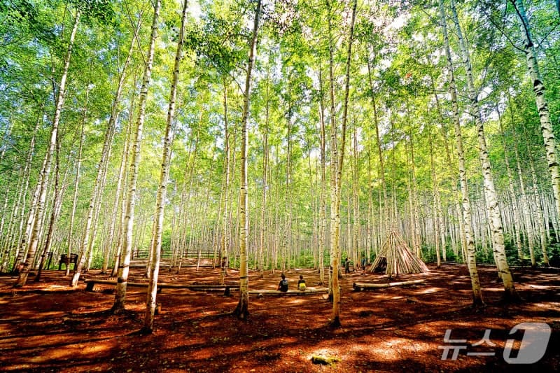 인제군 "5월은 인제 숲으로" 자작나무숲·곰배령 탐방 본격 운영