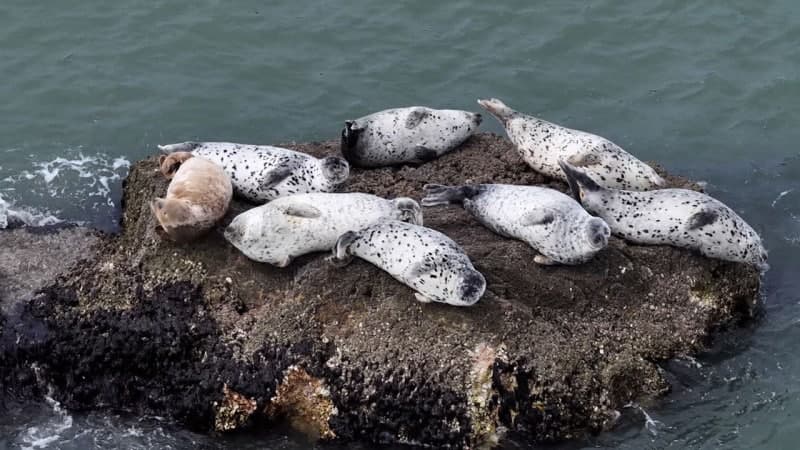천연기념물 점박이물범 148마리, 봄철 백령도·소청도서 관찰