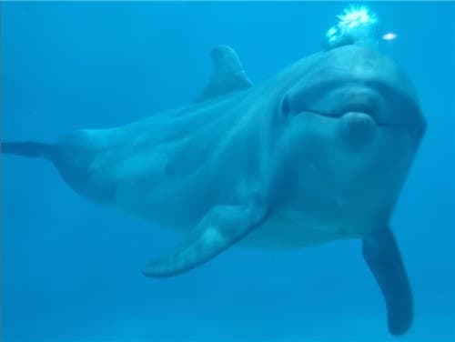 거제씨월드 17살 돌고래 '마크' 폐사…개장 후 16마리 숨져