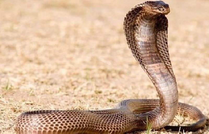 "바지 속에 들어간 뱀에 물렸다"…이집트서 '뱀 쇼' 보던 獨 관광객 사망