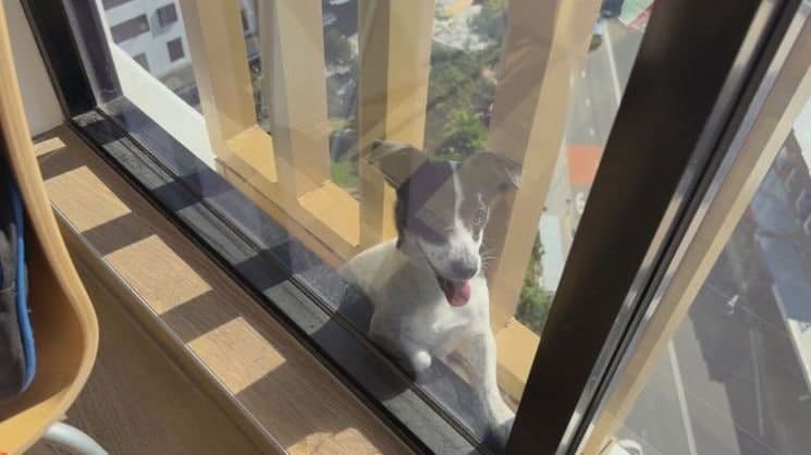 실종된 줄 알았는데…13층 난간에 이틀간 갇힌 호주 반려견 극적 구조