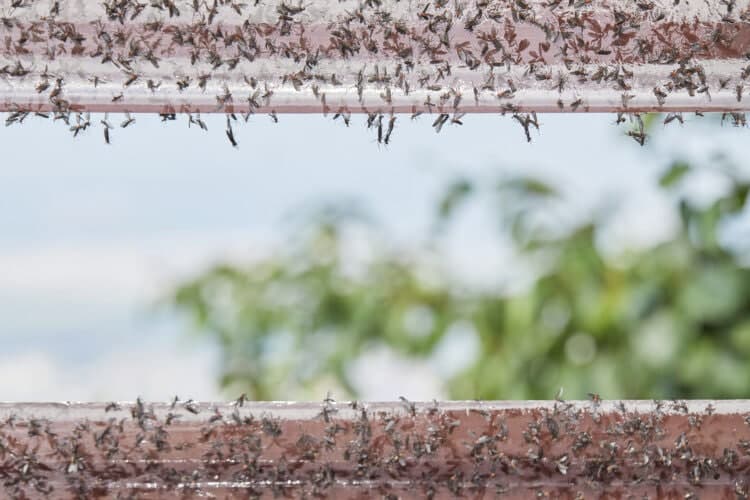 “함께라서 더 징그러워”… 계양산 러브버그 사태, 올해도 재현될까? 벌써 시작된 전쟁