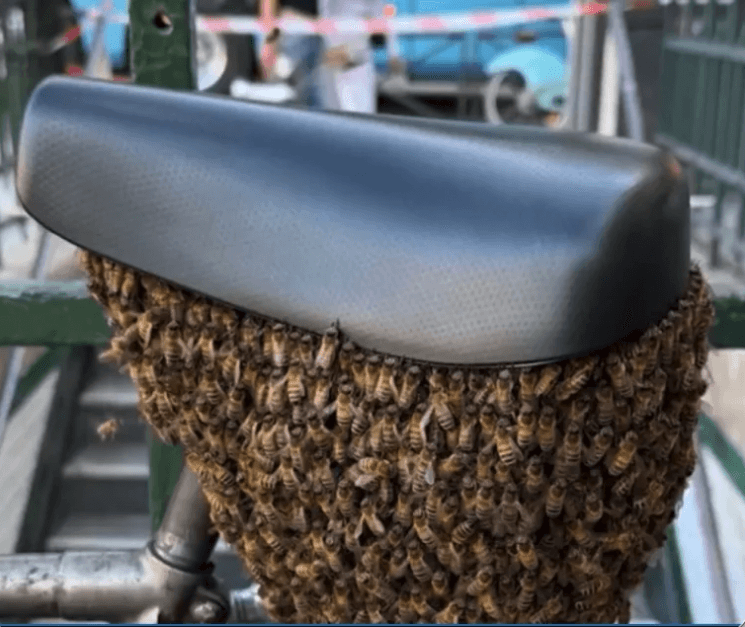 파리 도심 자전거 안장에 '1만 마리 벌떼' 소동, 양봉가 긴급 출동