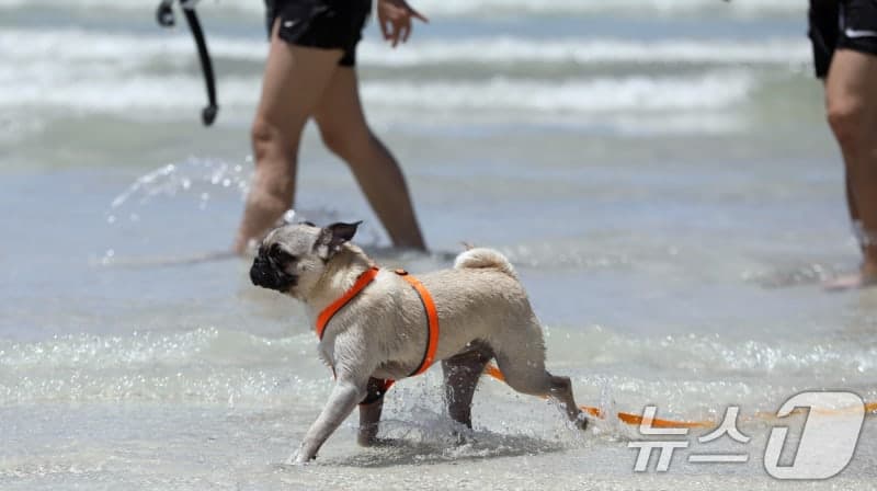 제주도, "반려견 등록하세요"…5~6월 자진신고, 7월부터 집중 단속