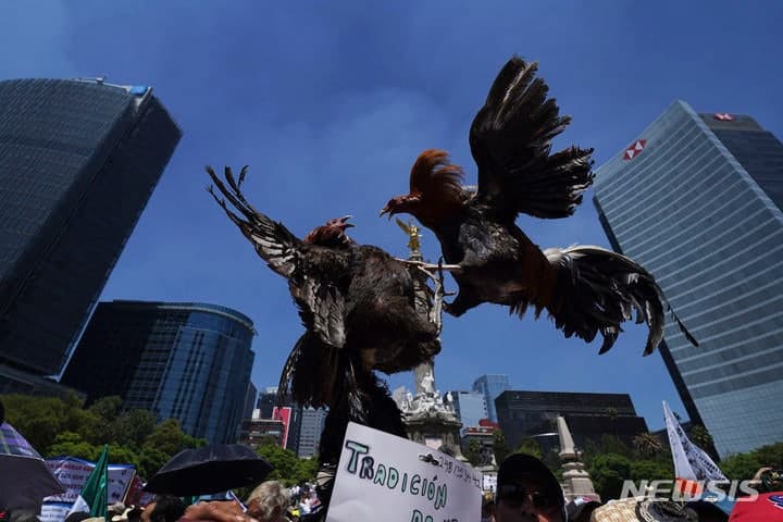 대한항공, 美-필리핀 투계 수탉 운송 중단