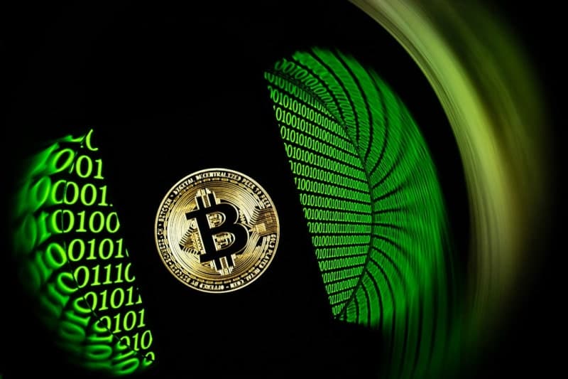 비트코인 1억1800만원 회복…"2030년까지 시총 10배" 돈나무 언니 전망