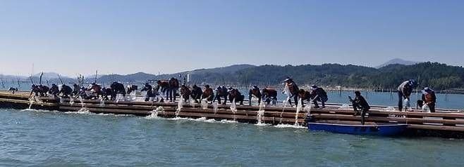 전남도, "수산자원 회복" 감성돔 등 15개 품종 1730만 마리 방류로 어민소득 증대 총력