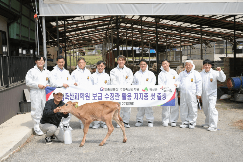 임실, '저지종 송아지' 첫 탄생…프리미엄 낙농 전환 신호탄