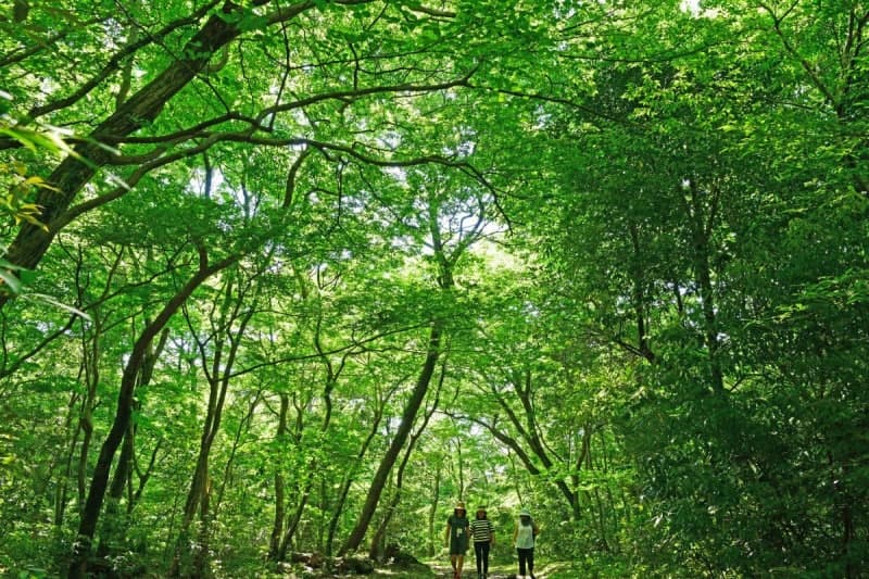 국립산림과학원, 16일부터 제주 '한남사려니오름숲' 개방…힐링 체험 기회 확대