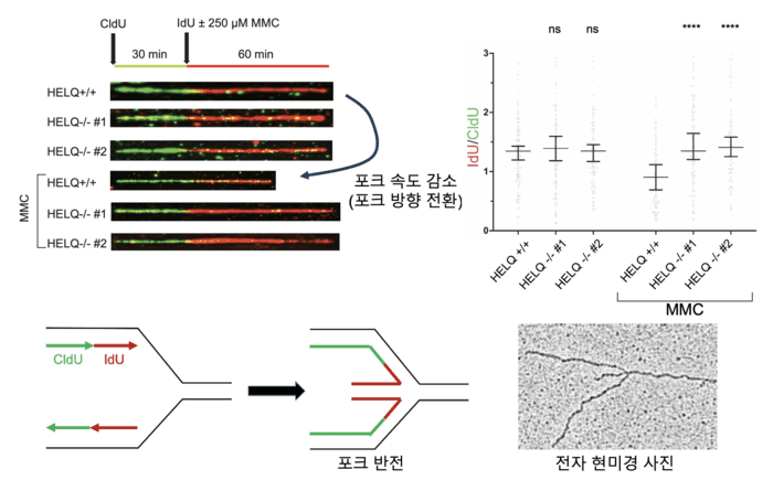 IBS, 'HELQ 단백질' 새로운 역할 규명…세포 DNA 손상 복구 및 유전체 안정성 유지 원리 밝혀