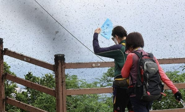 “여름철 러브버그 대란 막아라”…서울시, 포집기·살수드론으로 선제 대응