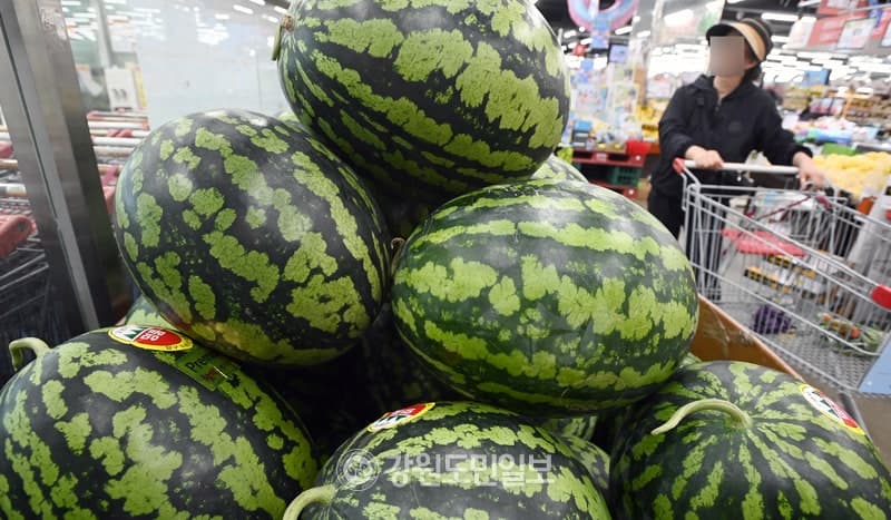 배추·무 가격은 '뚝' 참외·수박 가격은 '쑥'…토마토는 하락 전망