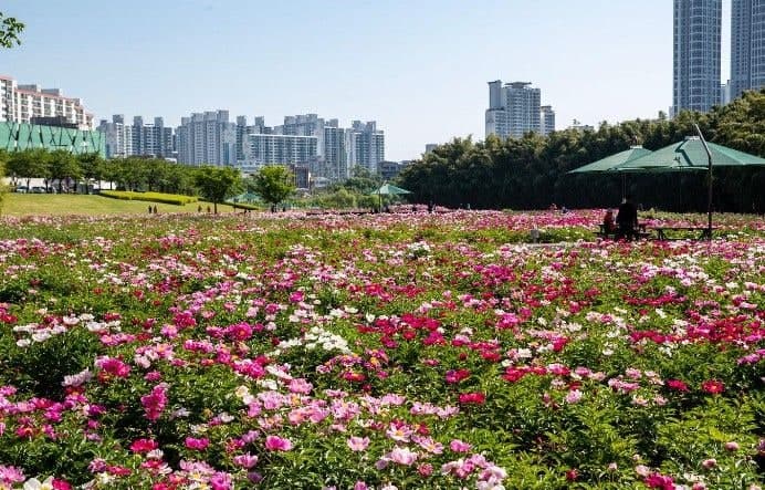 “태화강에 6000만송이 활짝”… 울산시, 15일 ‘2026 태화강 국가정원 봄꽃축제’ 개막
