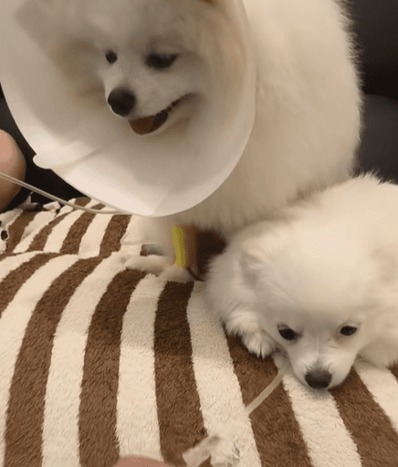 태국서 반려견 2마리, 630만원어치 금목걸이 '꿀꺽'…엑스레이 사진 보니