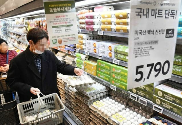 홈플러스, 태국산 신선란 4만6천 판 완판…이번엔 미국산 '백색란' 푼다