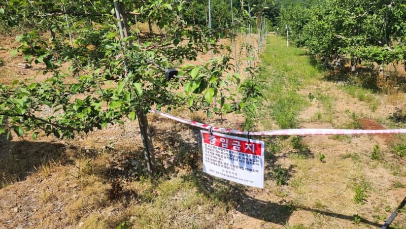 충주 사과 과수원 과수화상병 발생…위기 단계 '주의' 격상