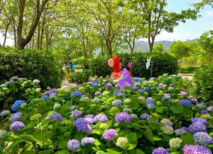 렛츠런파크 부산경남, 분홍·보랏빛 수국 물결 '마(馬)법정원'으로 힐링 선사