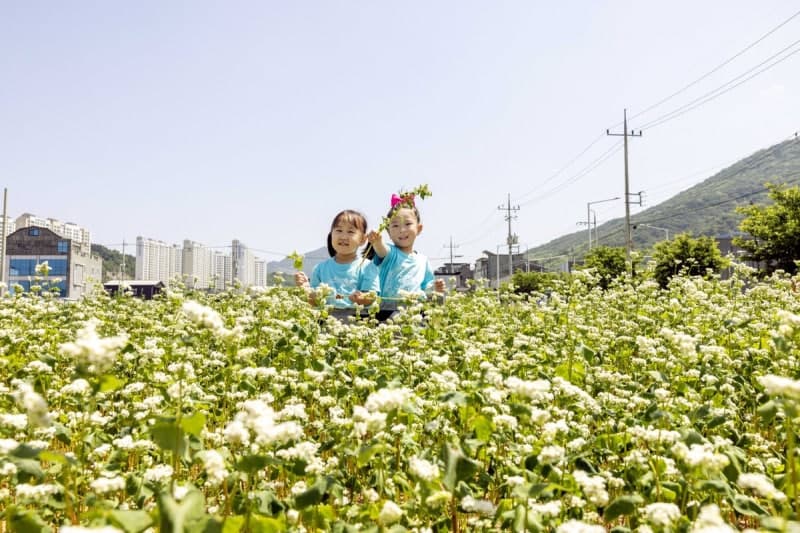 80명 지주 찾아가 메밀꽃 피운 칠곡 공무원들… 쓰레기 쌓인 공터가 주민 쉼터로