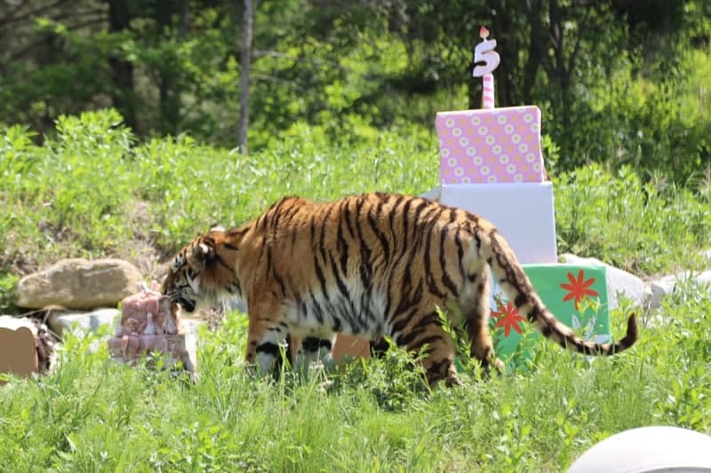 고기 케이크에 피냐타까지…백두대간수목원 호랑이 '미령'의 다섯 번째 생일 파티