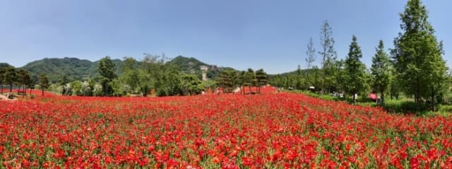 "봄꽃 절정" 임실 옥정호 붕어섬, 작약·양귀비 만개로 '인생샷 명소' 등극…휴장 없이 개방