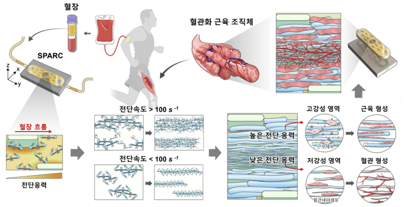 “난치성 근육손상 치료길 열린다”…자가 혈액으로 ‘맞춤형 근육-혈관’ 재생