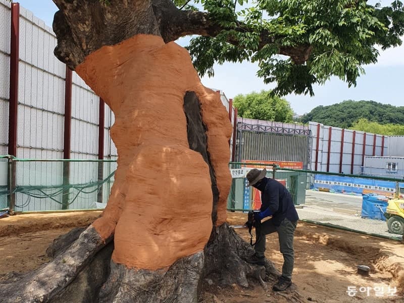 "보호수 점검은 나무의사에게"…산림청, 산림보호법 개정으로 전문성 강화