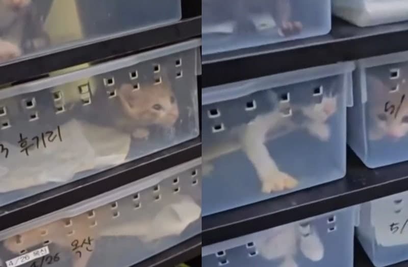 파충류 사육장에 새끼 고양이 보호?…청주반려동물보호센터 영상 논란 확산