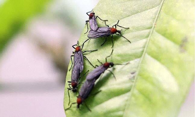 기후부, '러브버그' 경기 북부 확산에 총력 대응…유충엔 미생물, 성충엔 드론 투입
