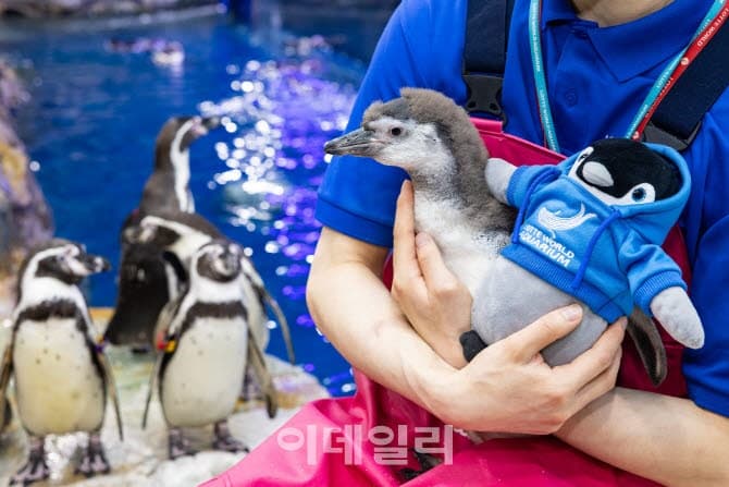 롯데월드 아쿠아리움, 멸종위기 '훔볼트 펭귄' 22일 첫 공개…"생물다양성의 날 만나요"