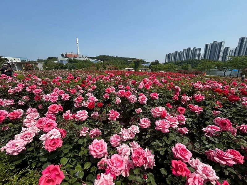 "꽃향기 맡으며 힐링을"…김포 호수공원 장미원 만개, 도심 속 '장미 명소'로 인기
