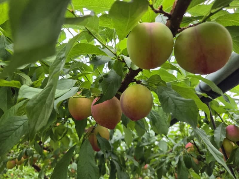 경산 와촌면, 지역 대표 특산품 '자두' 본격 출하 시작