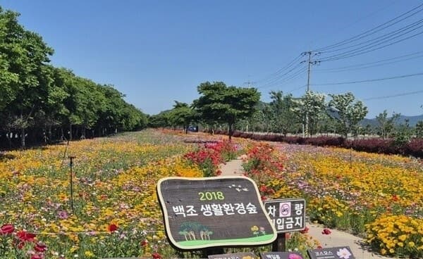 진도군, 6월 5일 '백조호수공원 봄꽃 행사' 개막…25일부터 체험장 운영