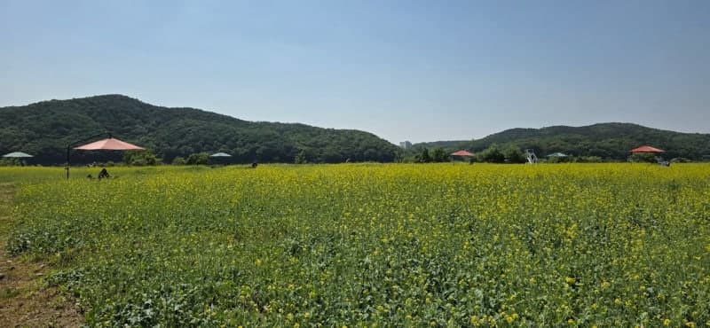 용인 기흥호수공원, 축구장 3배 유채꽃 단지 "인생 사진" 명소로 핫플 등극