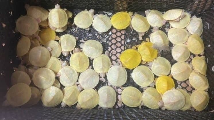 가방 열자 이구아나·거북이·도마뱀 우수수…태국 공항서 야생동물 249마리 밀반출하려던 말레이 남성 체포