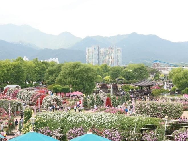 ‘곡성세계장미축제’ 개막 4일 만에 14만명 방문…전년비 3만명↑