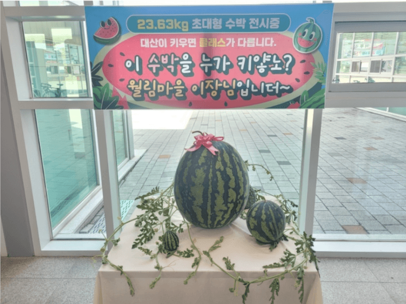 창원 대산면서 23.63㎏ '슈퍼 수박' 수확…"혼자 들기도 힘들다"