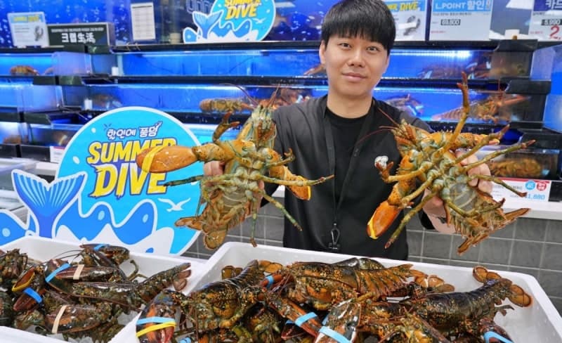 "시세 올랐는데 반값에" 롯데마트, 캐나다산 활랍스터 15만마리 최대 50% 할인