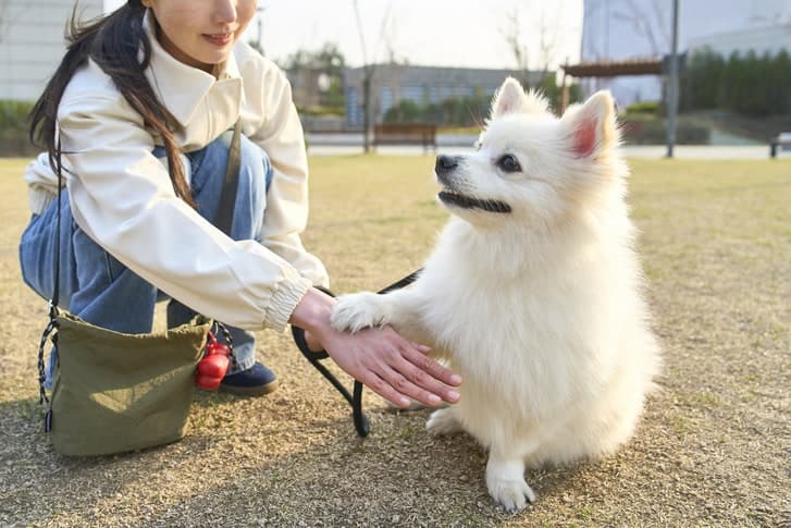 농식품부, "반려동물행동지도사 도전하세요" 국가자격시험 9월 시행…취약계층 수수료 감면