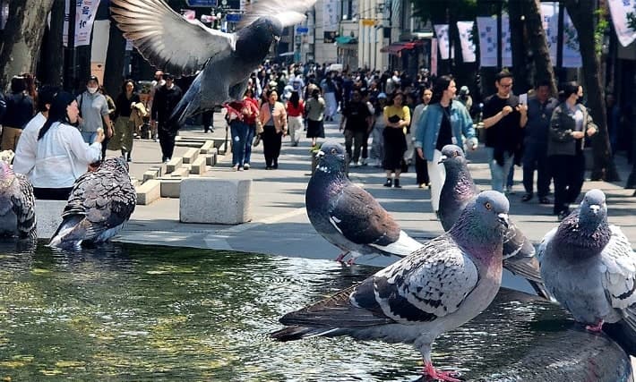 서울시, 6월부터 비둘기 먹이 주면 최대 100만원 과태료 "집중 단속"