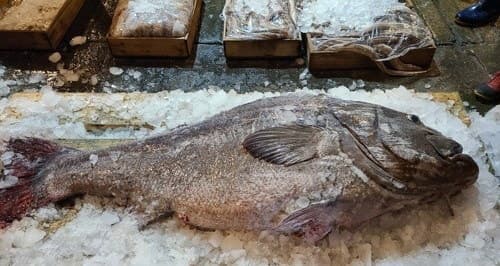 “성인 3명, 15분간 씨름” 부산 앞바다서 164㎝ 77kg '전설의 심해어' 돗돔 포획 화제