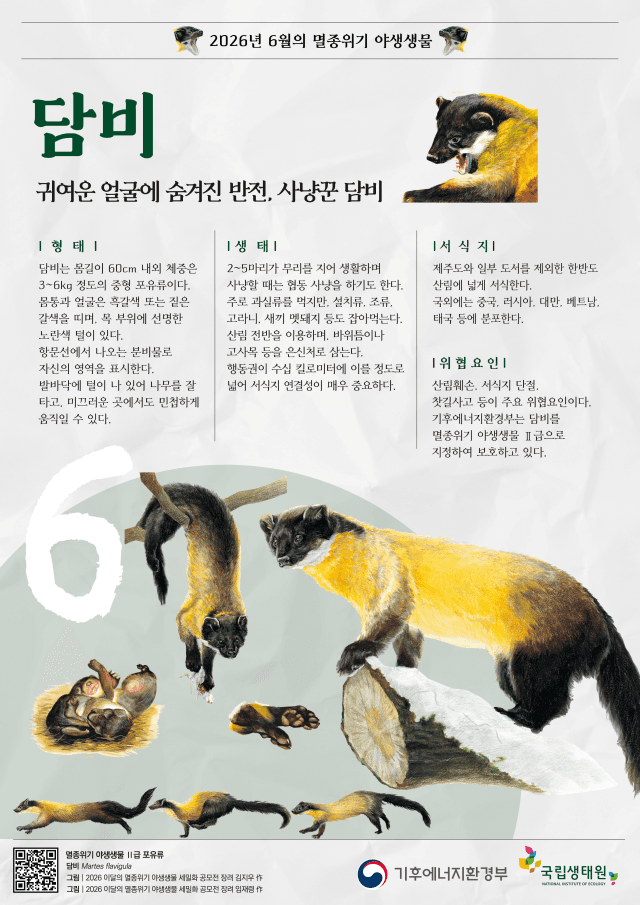 “노란 목도리 두른 숲속 포식자” 담비, 6월 멸종위기종 선정…산림 훼손·로드킬에 위협