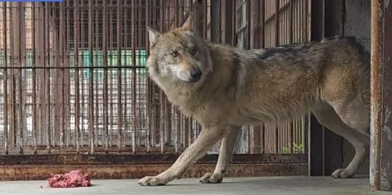 두 달 만에 '늑구' 다시 본다…대전 오월드 5일 재개장