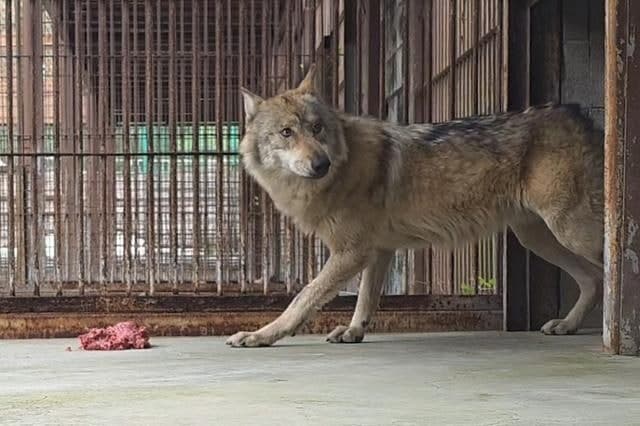 '늑구 탈출' 휴장했던 대전오월드 5일 재개장…"안전시설 등 보강 완료"