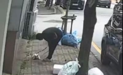 광주 거리서 반려견 질질 끌고 나뭇가지로 '퍽퍽'…동물 학대 수사