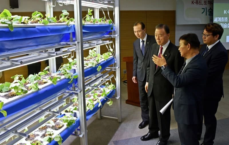 수출 16.6% 증가한 K-딸기, aT 사계절 생산기술 확대 추진