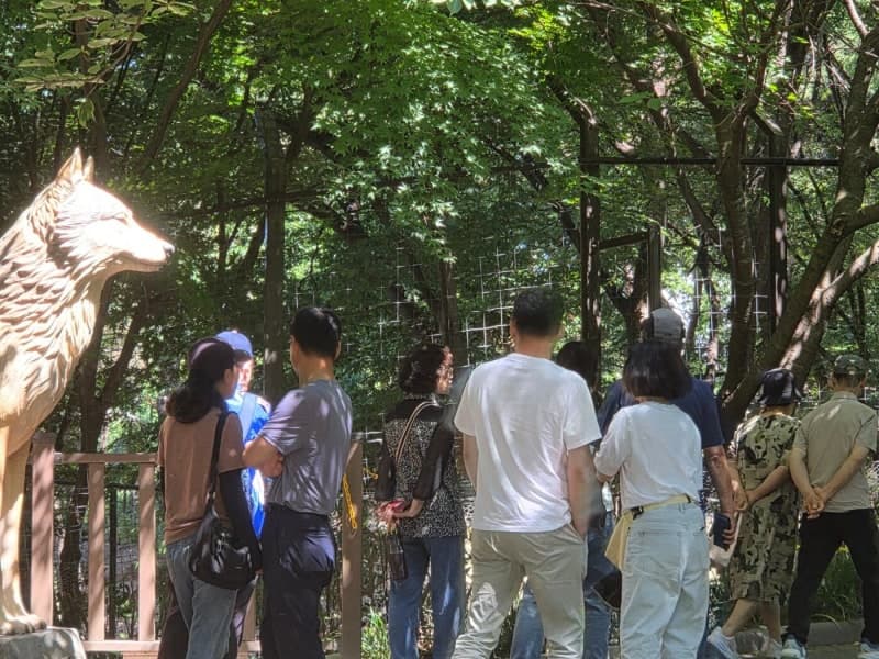 "늑구야 반갑다"…두 달 만에 문 연 오월드, 재개장 첫 주말 '오픈런'까지