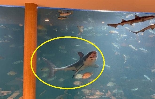 “아쿠아리움인 줄” 경주 카페 수조에 백상아리 포착…논란 되자 “보호하려 사왔다가 방류”