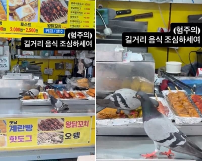 "이제 길거리 닭꼬치 못 먹을 듯" 판매용 음식 쪼아먹는 비둘기들…위생 논란