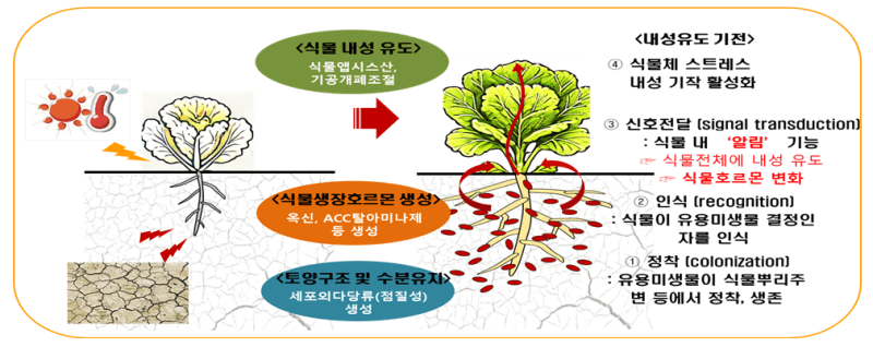 농진청, 토종 미생물로 기후위기 대응…토마토 21%·벼 18% 더 수확