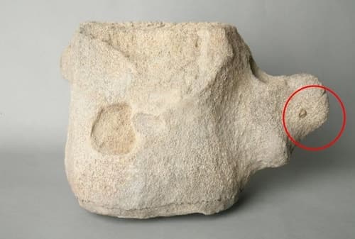 울산 '고래뼈에 박힌 사슴뿔 작살촉' 국가유산 된다